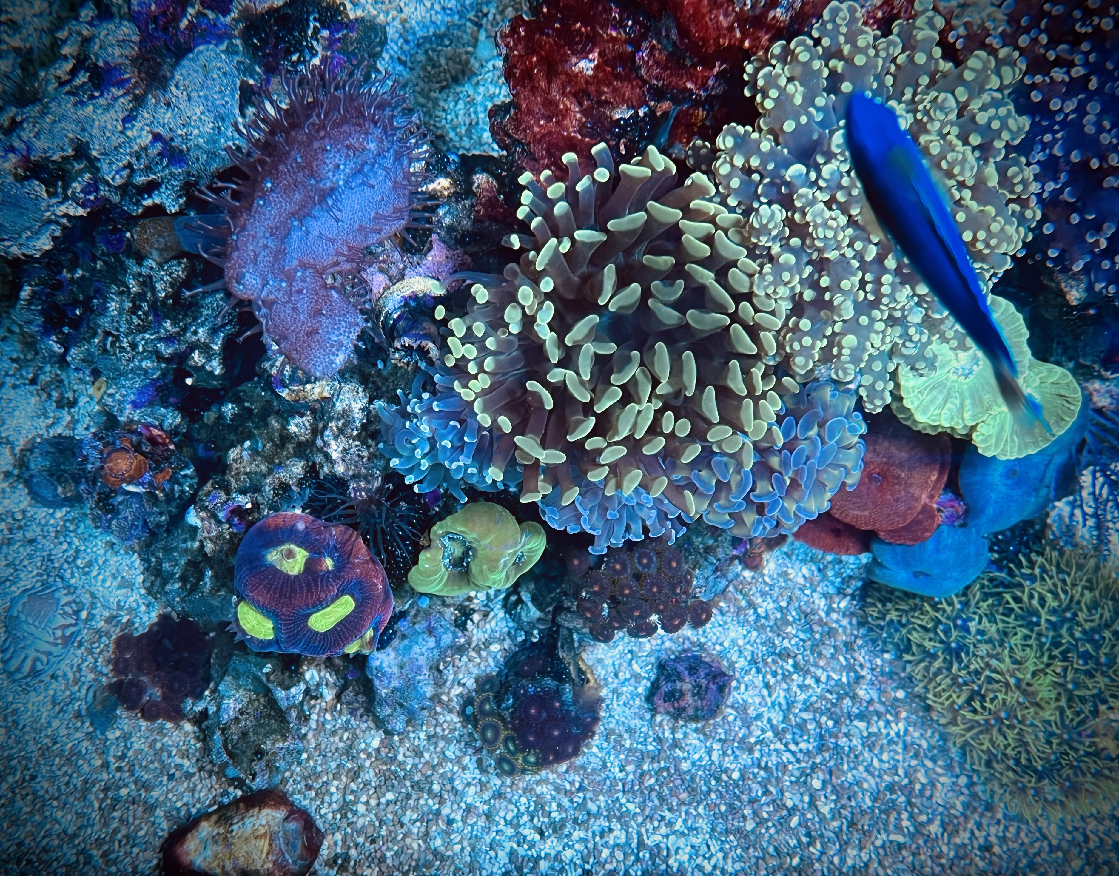 From the album: Aquaria