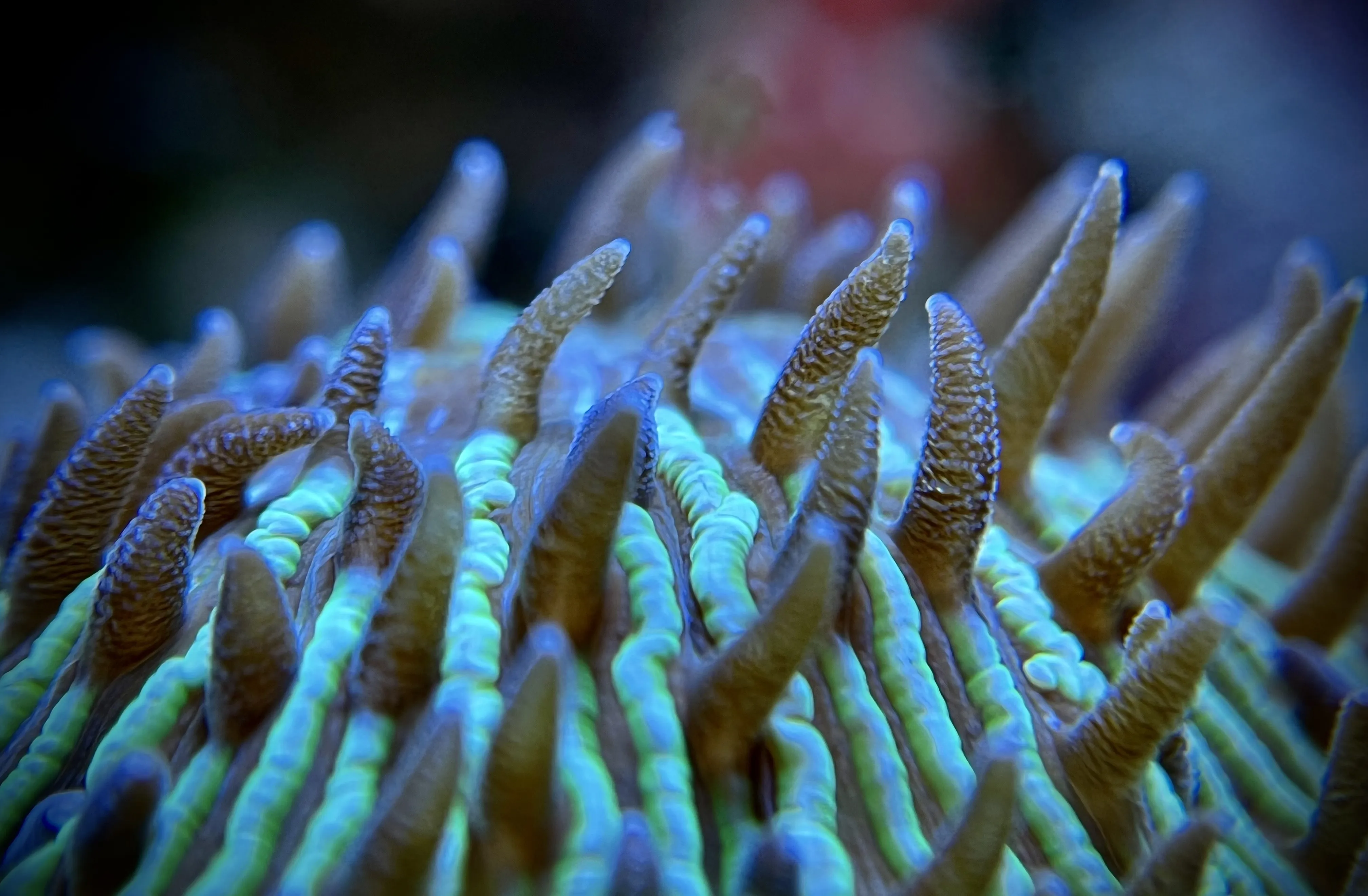 From the album: Aquaria
