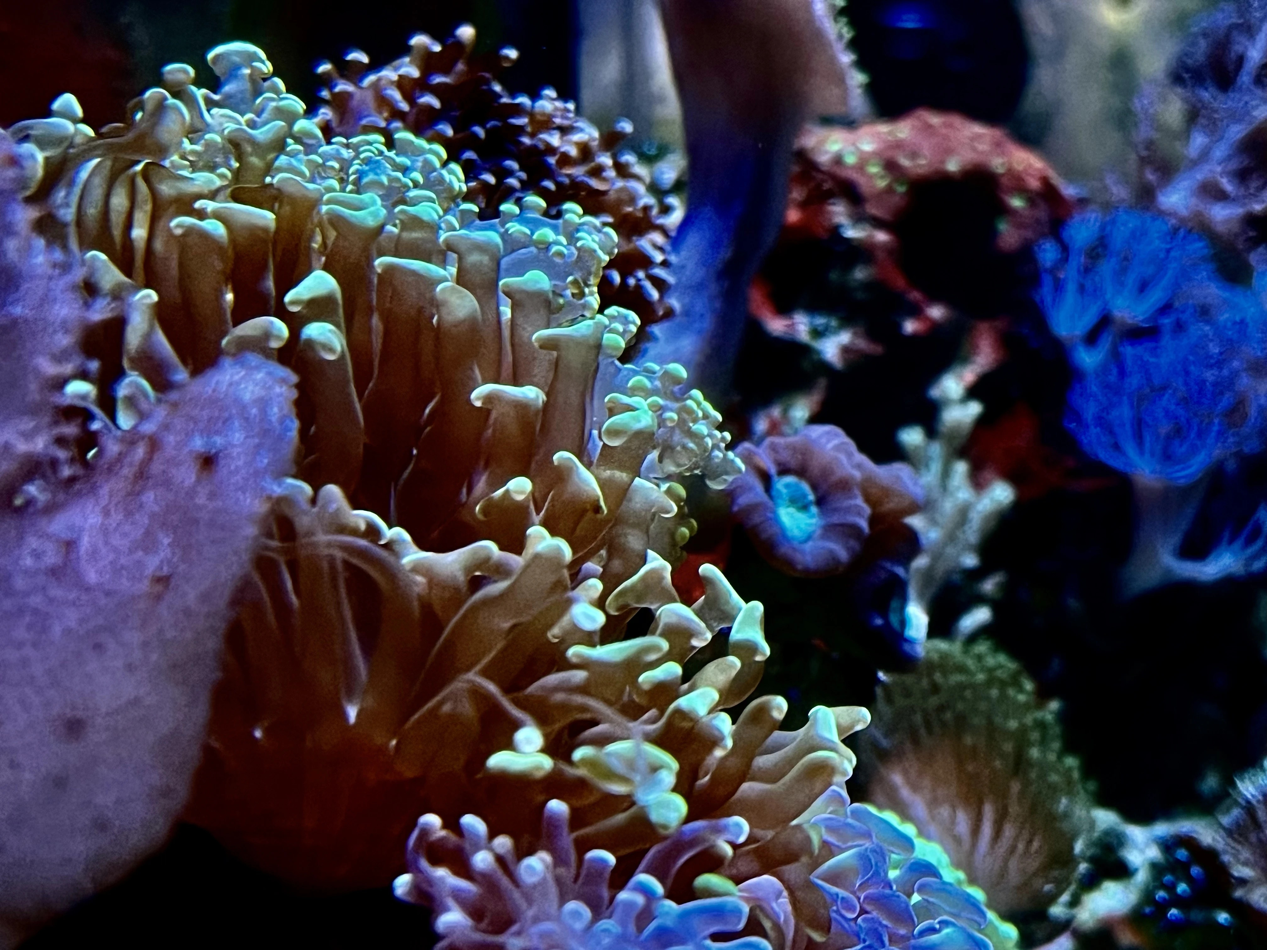 From the album: Aquaria
