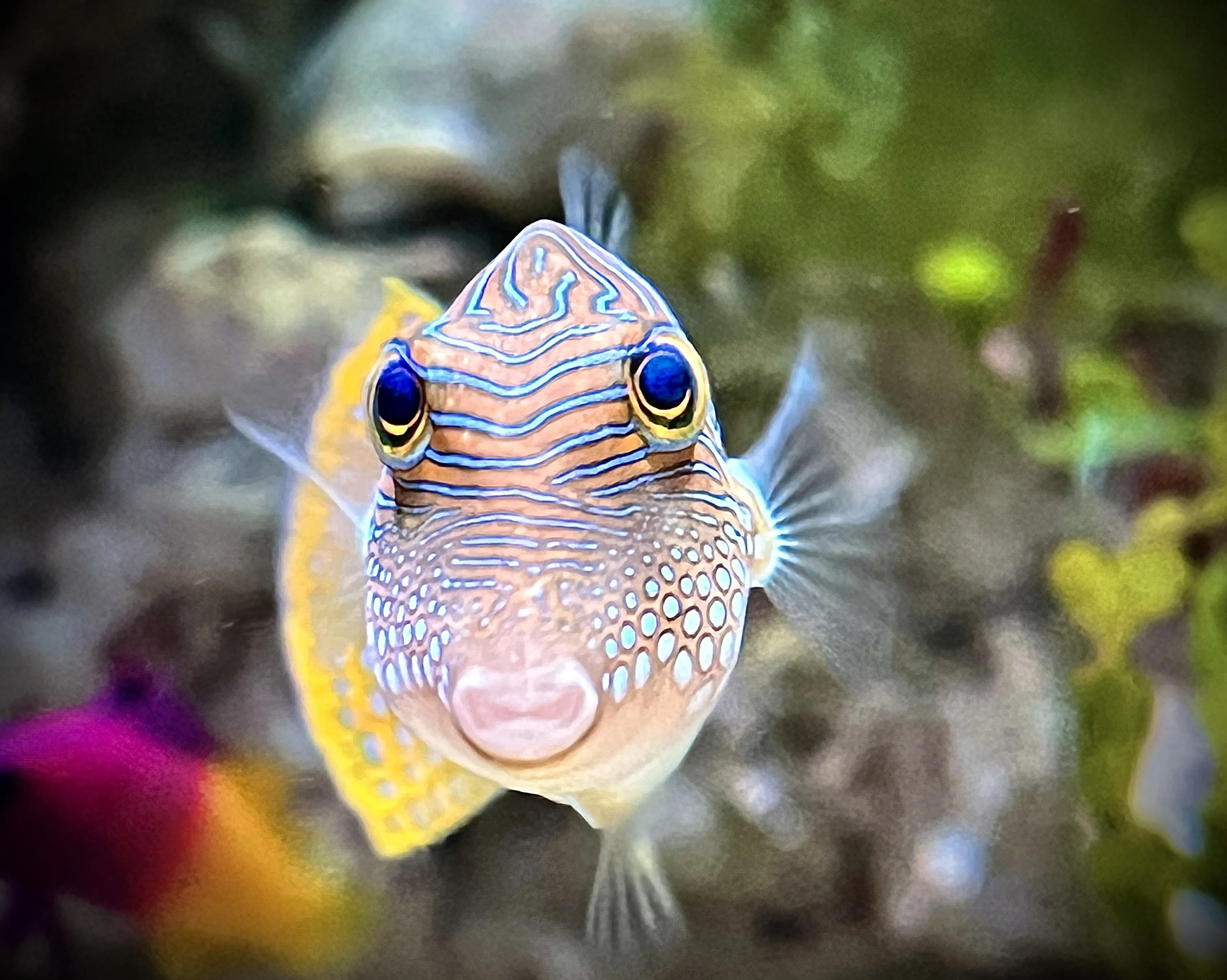 From the album: Aquaria