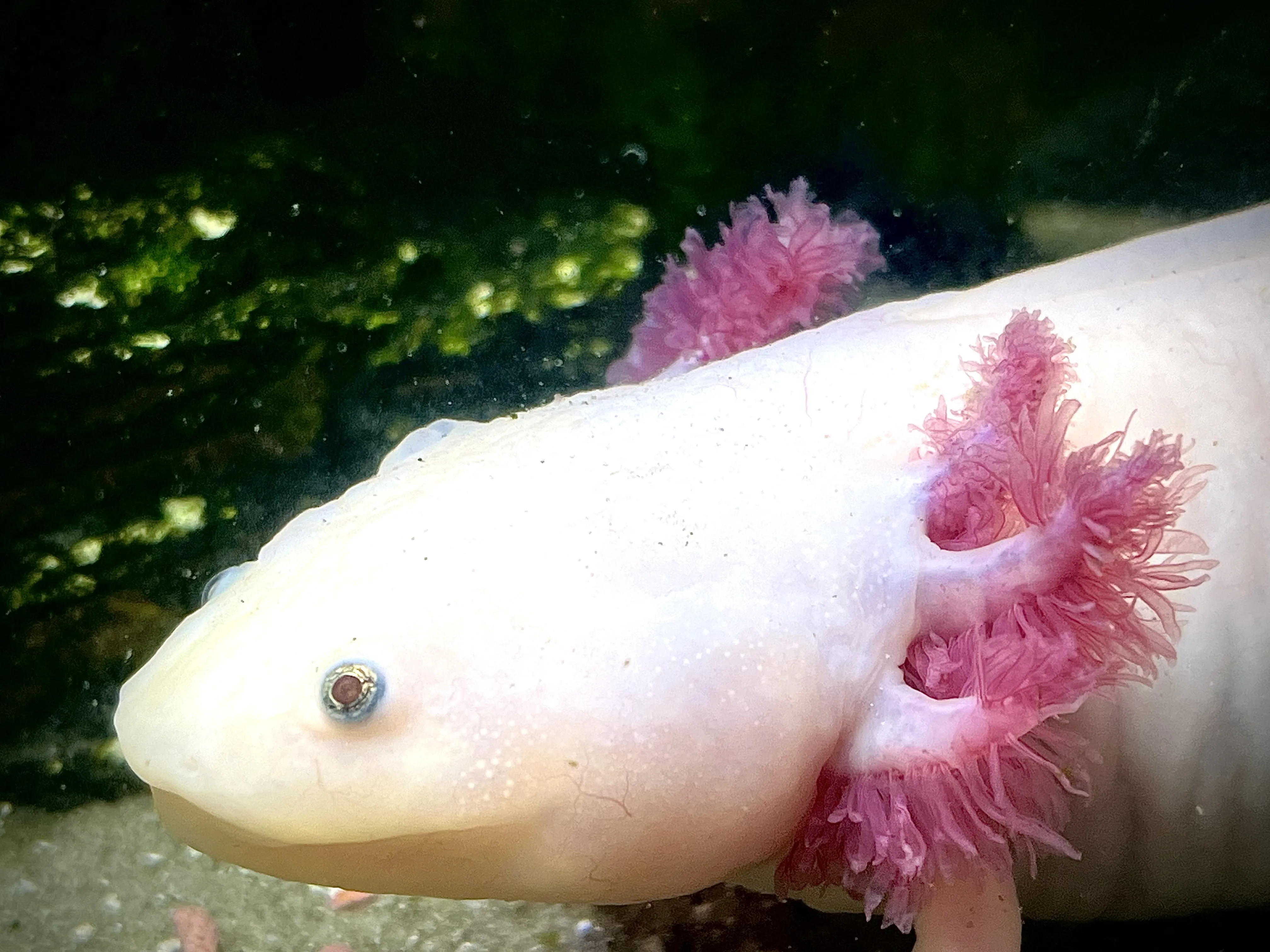 From the album: Aquaria