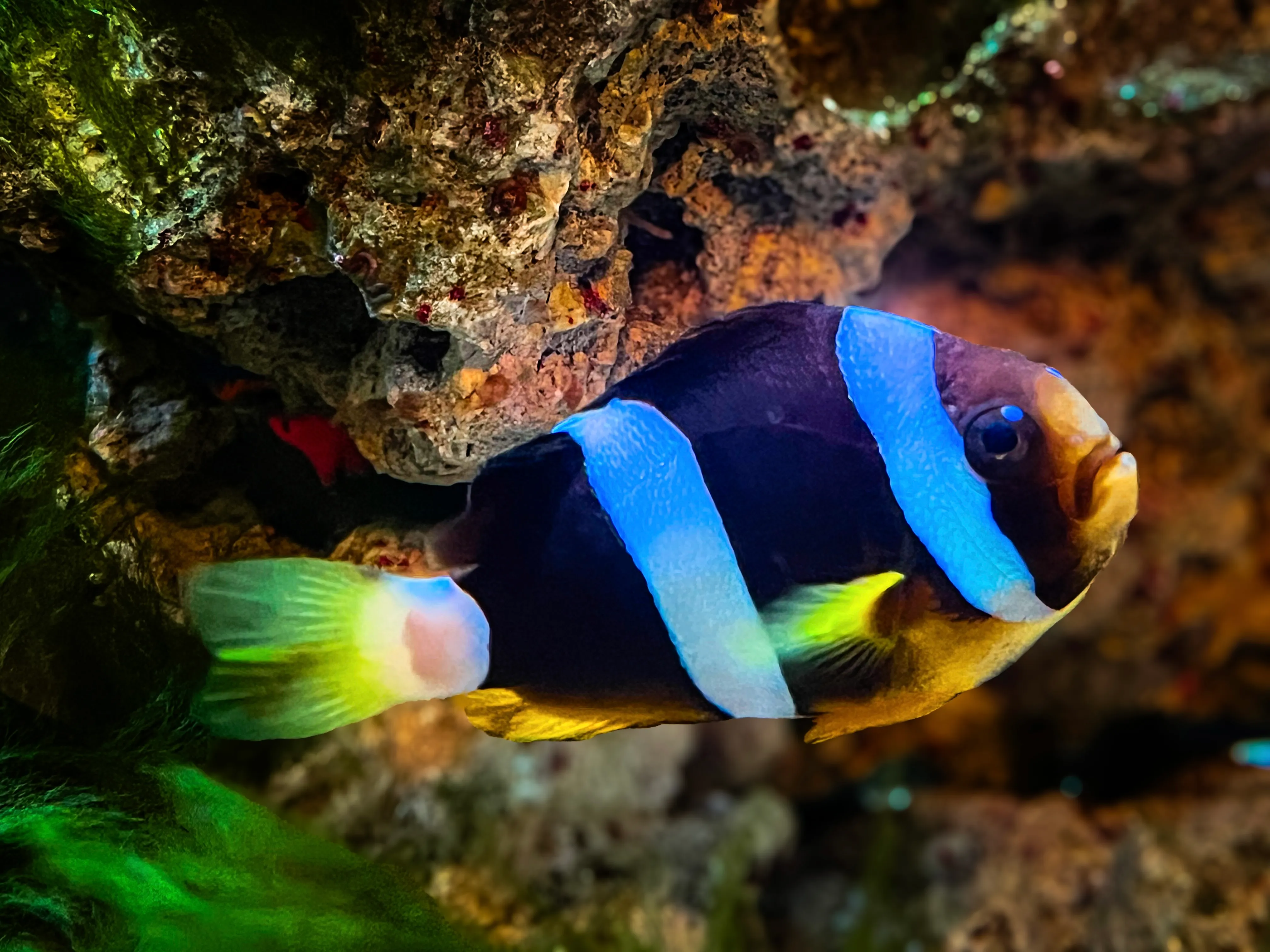 From the album: Aquaria