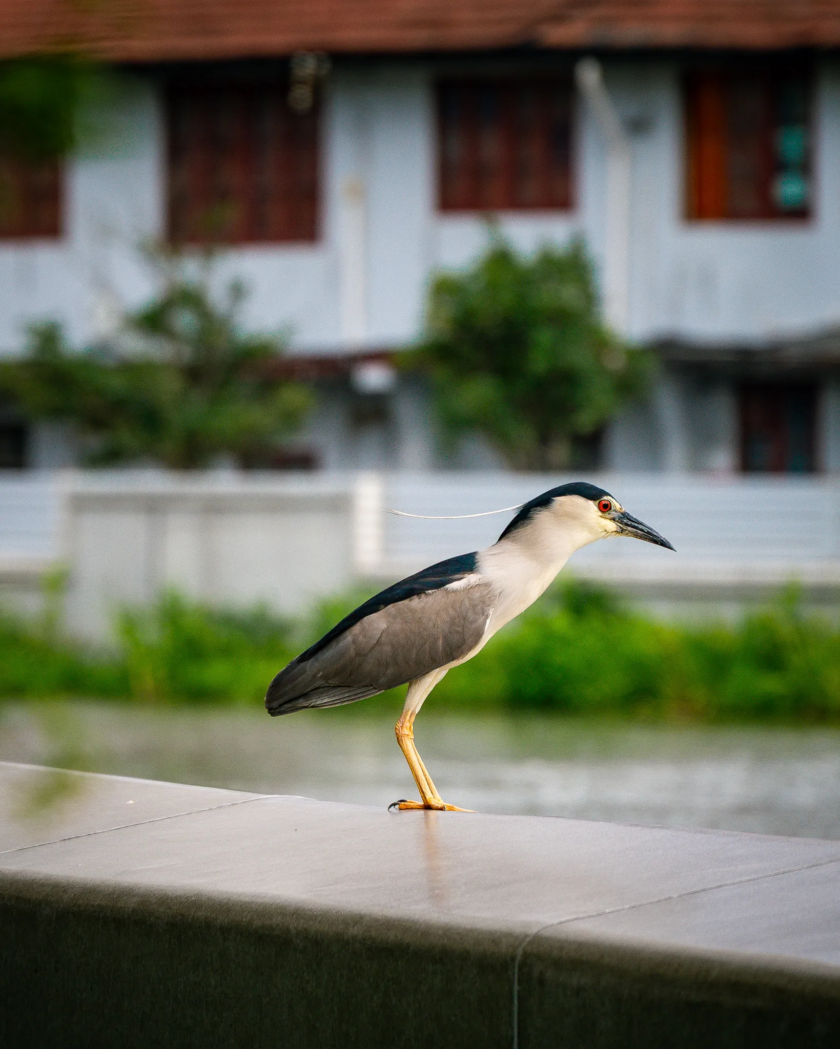 From the album: Shanghai